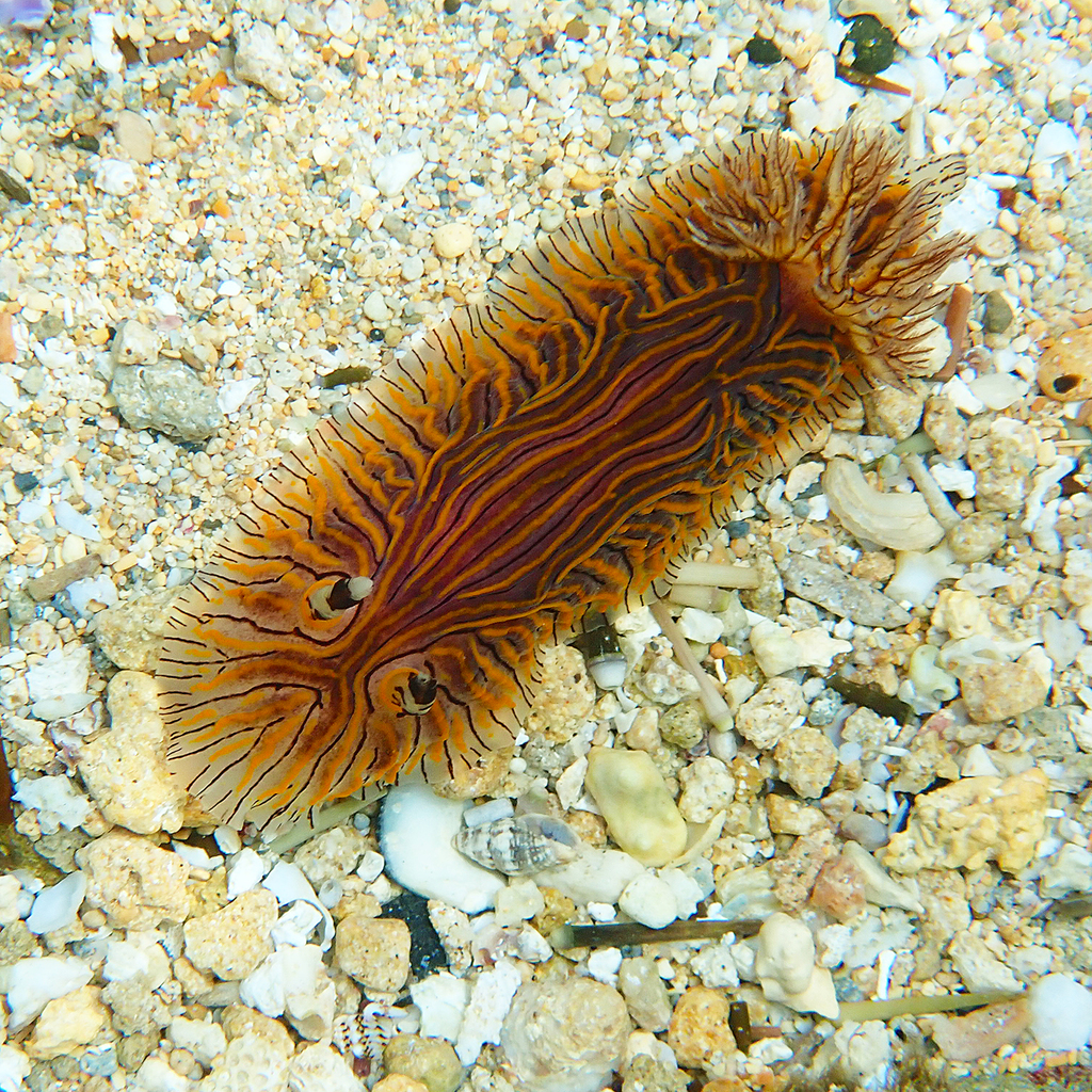 Willey’s Nudibranch
