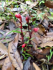 Monotropa coccinea