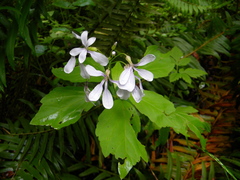 Cardamine constancei