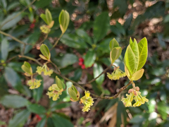 Lindera umbellata