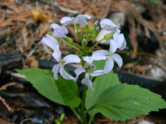 Cardamine constancei