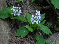 Cardamine constancei