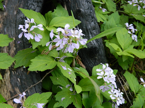 Constance's Bittercress (Cardamine constancei)