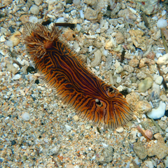 Halgerda willeyi
