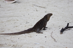 Cyclura nubila
