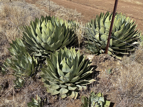 Agave parryi