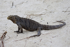 Cyclura nubila