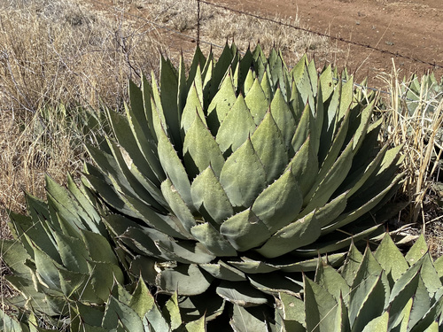 Agave parryi