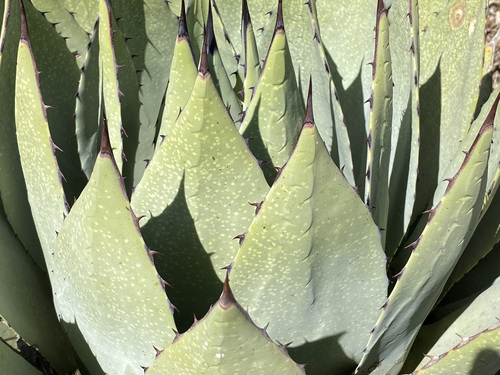 Agave parryi