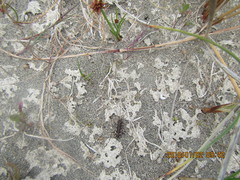 Neocicindela tuberculata