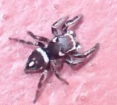 Habronattus carolinensis