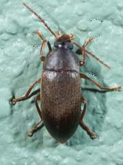 Hymenorus