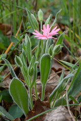 Silene hookeri