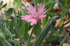 Silene hookeri