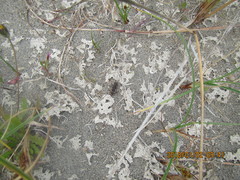 Neocicindela tuberculata