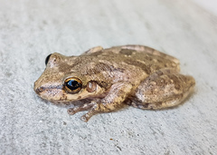 Scinax x-signatus