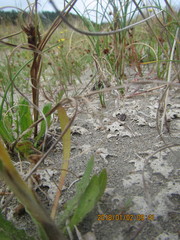 Neocicindela tuberculata