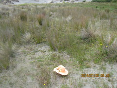 Neocicindela tuberculata