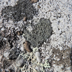 Rhizocarpon reductum