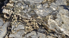 Chthamalus dentatus