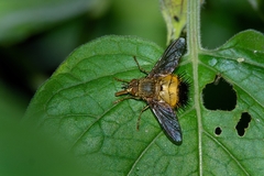 Adejeania