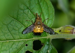 Adejeania