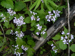 Cardamine constancei