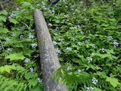 Cardamine constancei