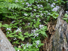 Cardamine constancei