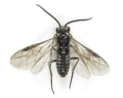 Empria liturata