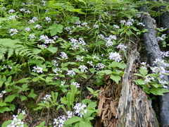 Cardamine constancei