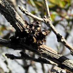 Tuckermanopsis sepincola