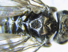Empria liturata