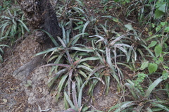 Bromelia pinguin
