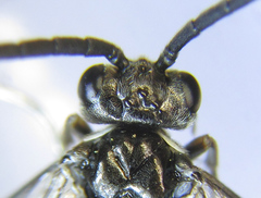 Empria liturata