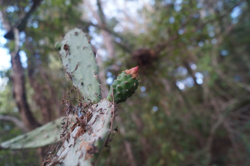 Nopal lengua de vaca