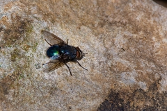 Calliphora lopesi