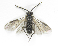 Empria liturata