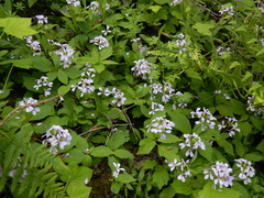 Cardamine constancei