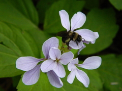 Cardamine constancei