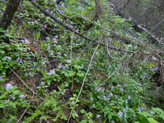 Cardamine constancei