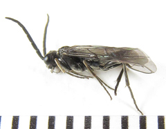 Empria liturata