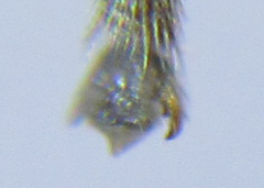 Empria liturata