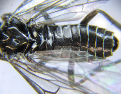 Empria liturata