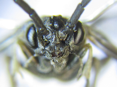 Empria liturata