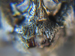 Empria liturata