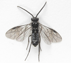 Empria liturata