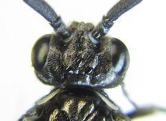 Empria liturata