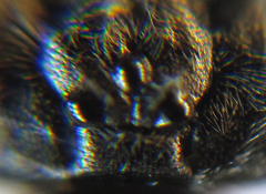Empria liturata