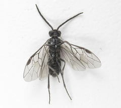 Empria liturata